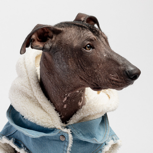 Denim Dog Jacket, Hiking Jacket for Dogs